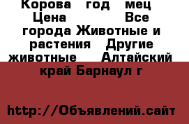 Корова 1 год 4 мец › Цена ­ 27 000 - Все города Животные и растения » Другие животные   . Алтайский край,Барнаул г.